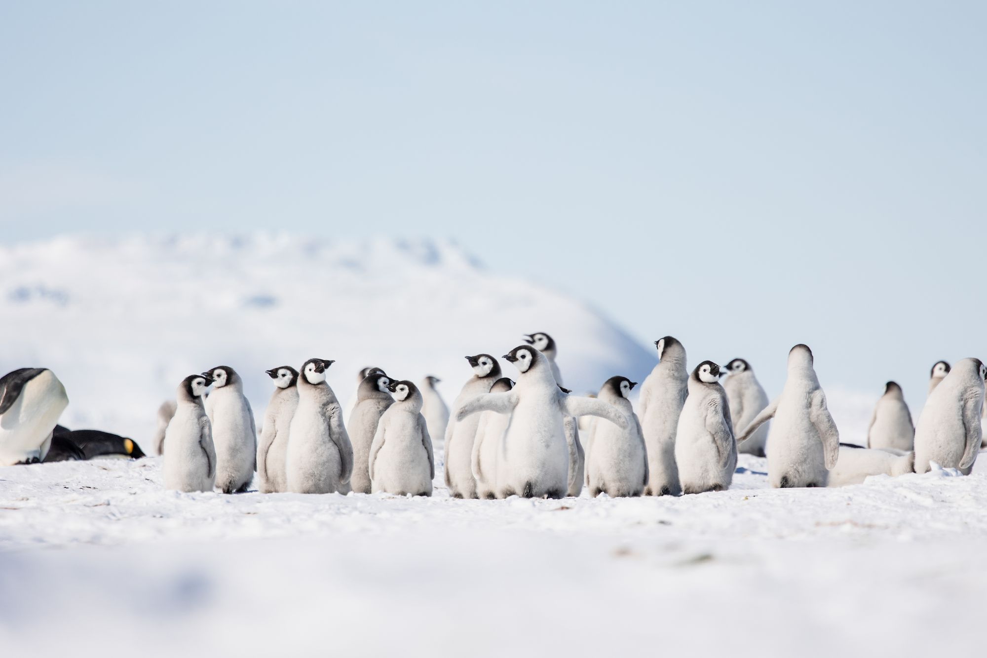 Baby Penguins & Blue Tunnels