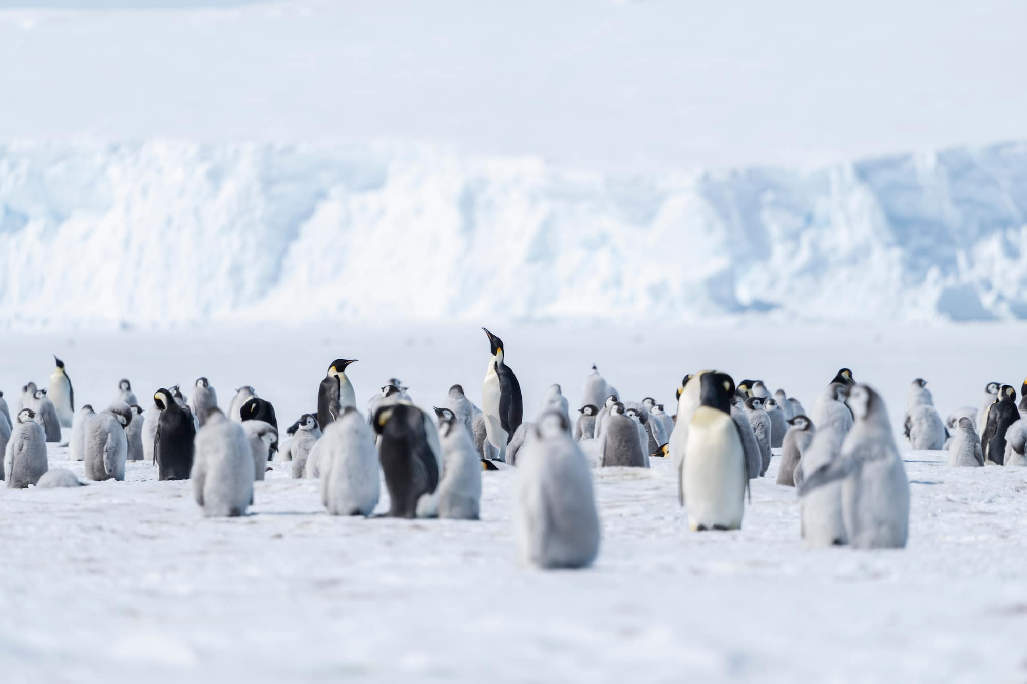 South Pole & Penguins
