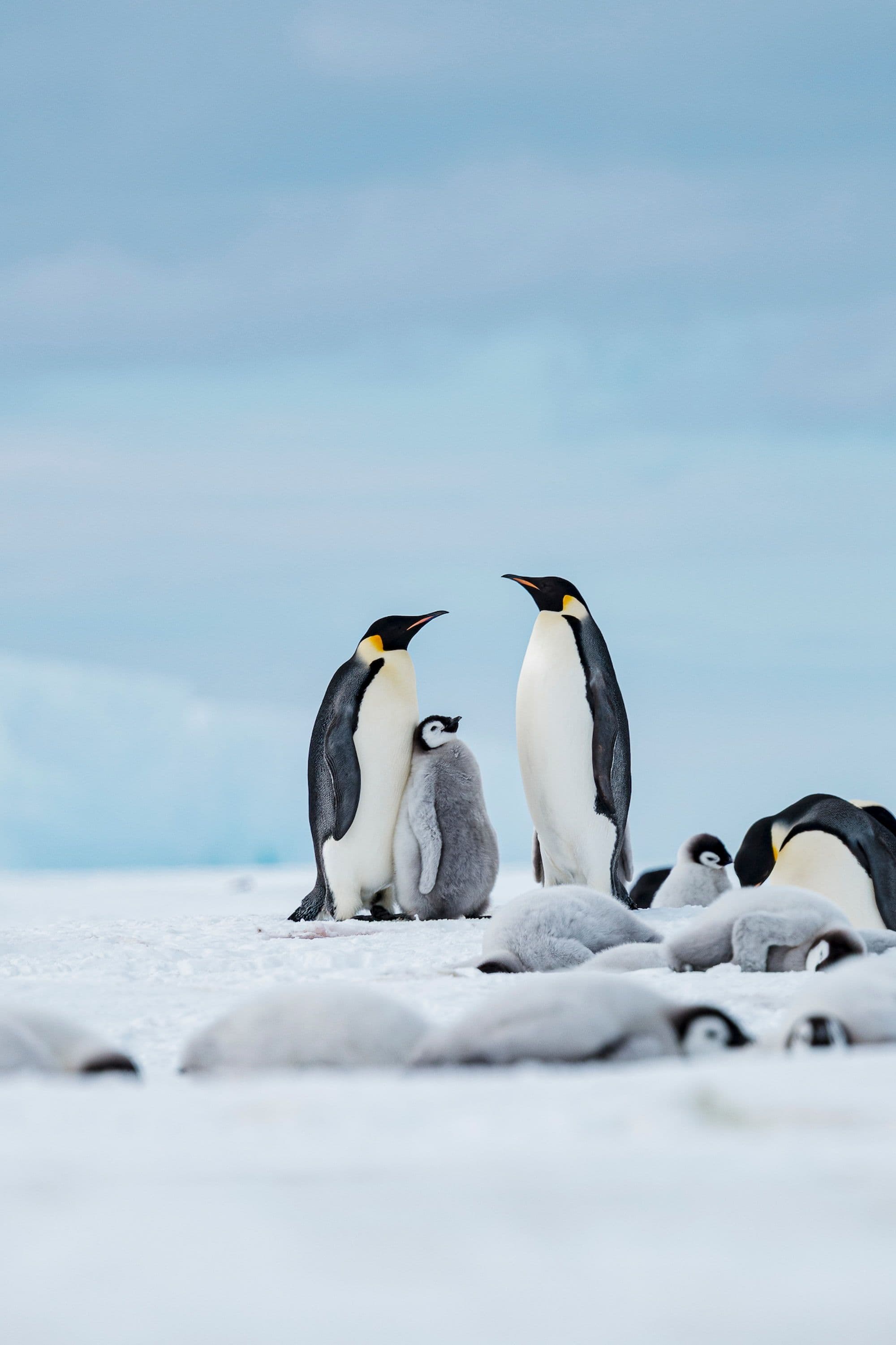 Baby Penguins & Blue Tunnels
