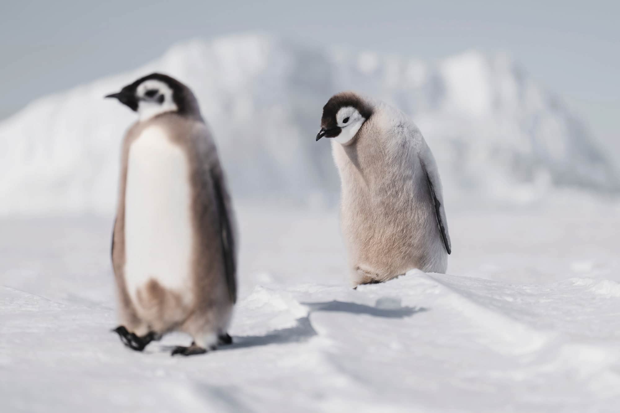 Young Emperor Penguins