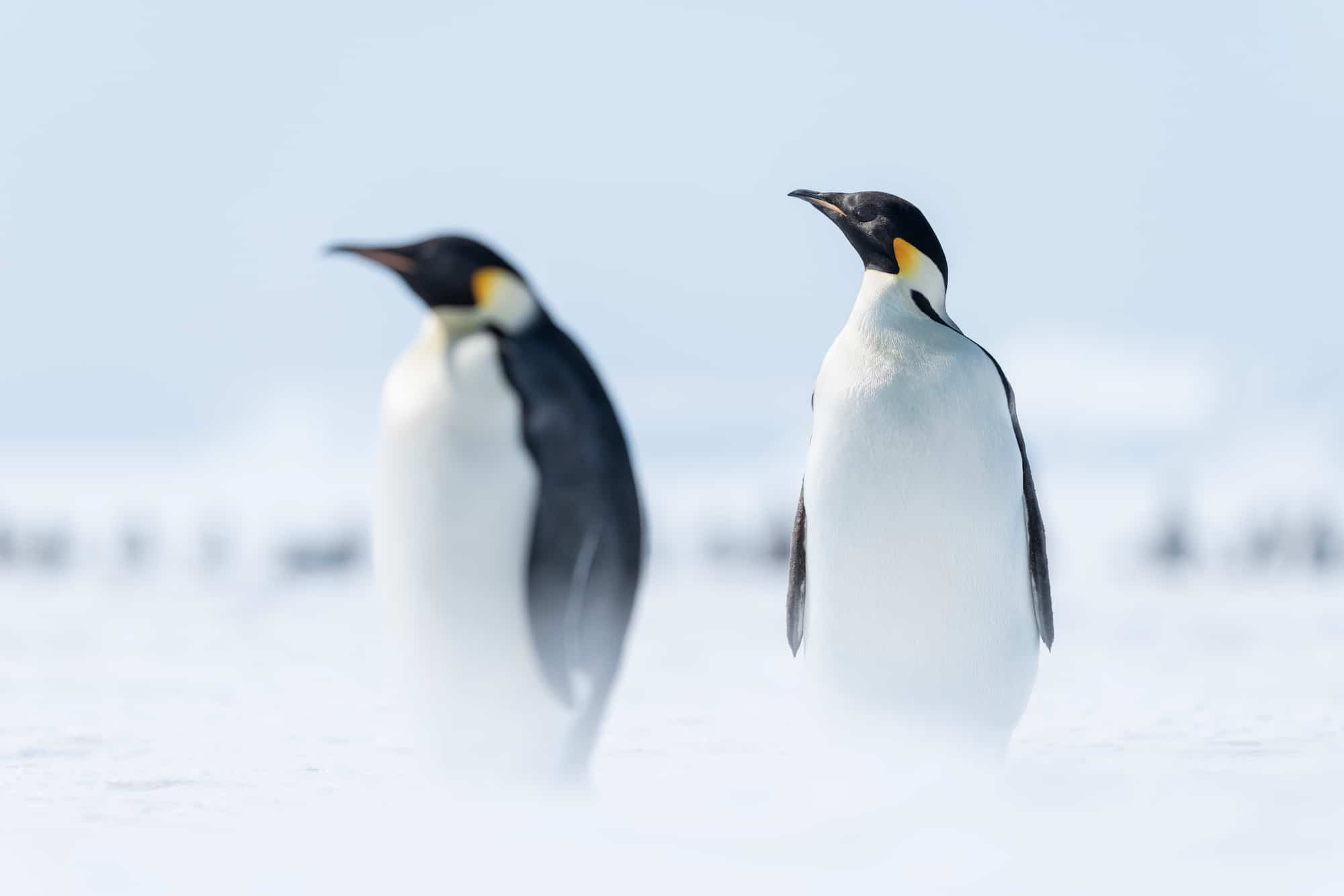 Adult Emperor Penguins at Atka Bay