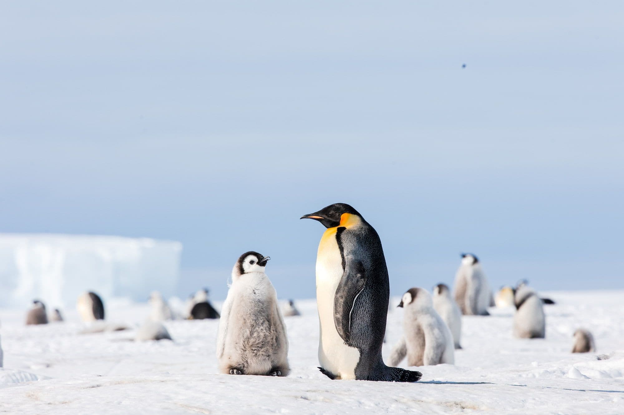 Watching over the young