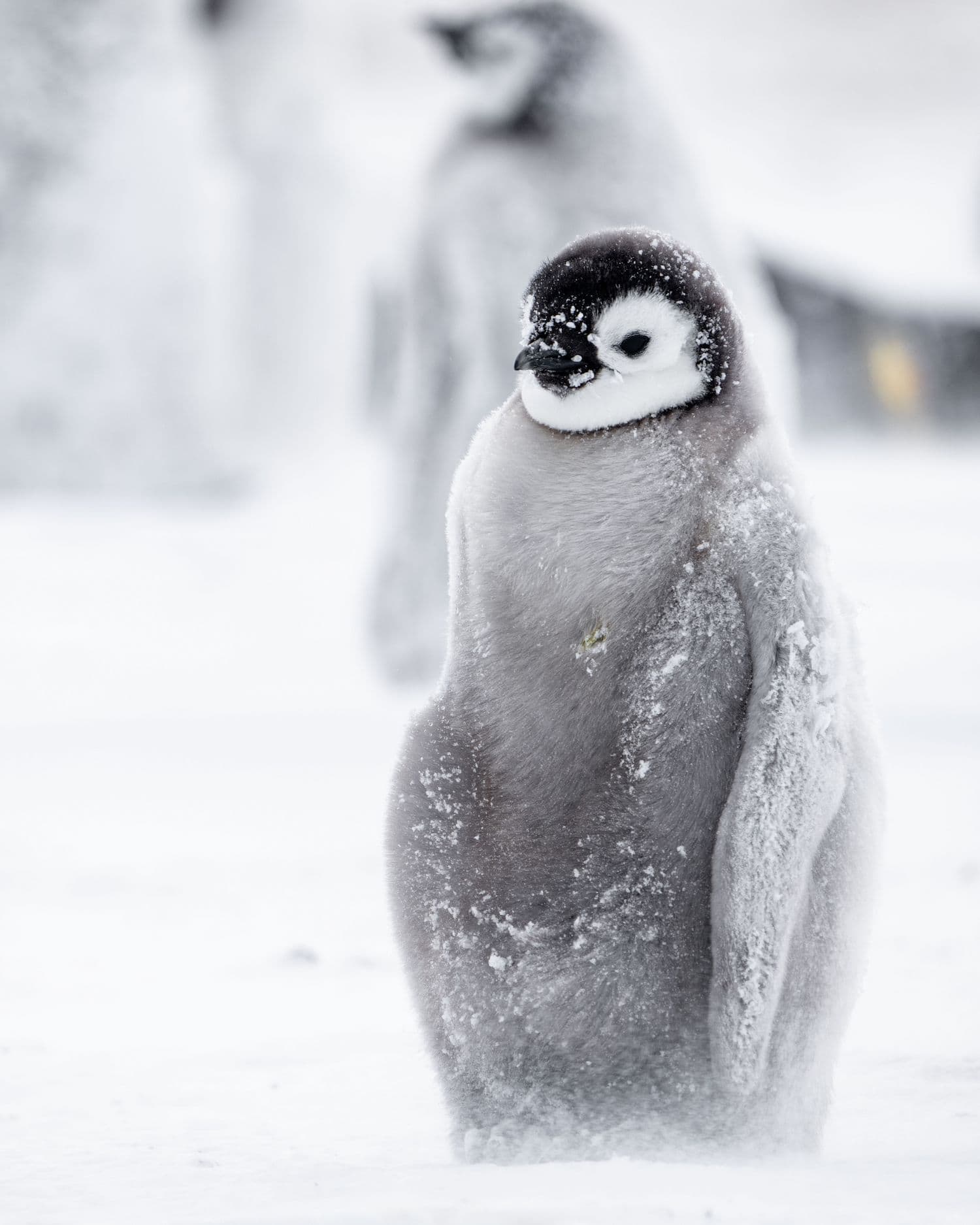 Emperor Penguins